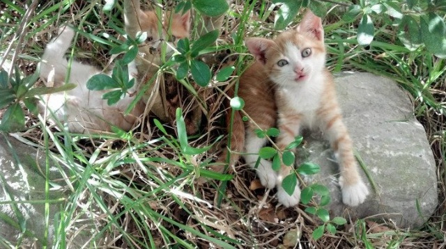 唯一性的双重奏，墨西哥淘汰波兰与托尼·帕克的总决赛接管
