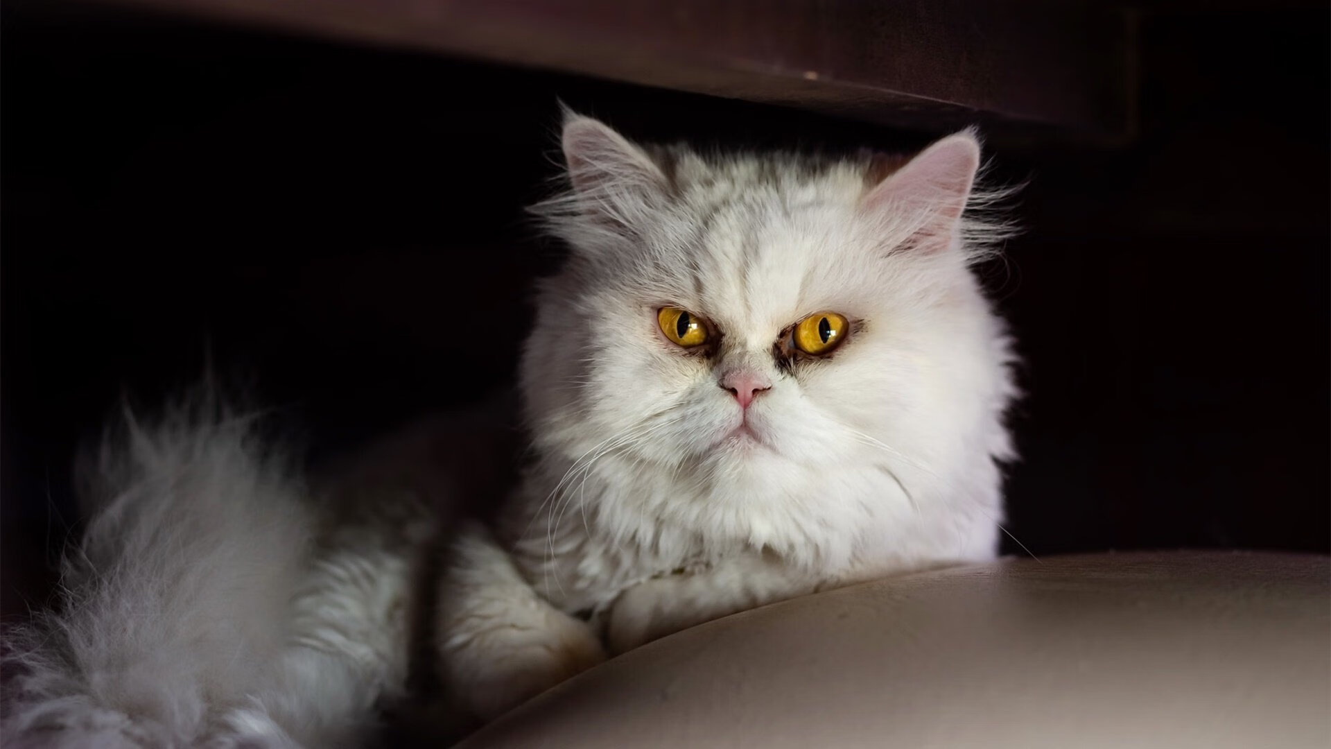 沙漠风暴席卷赛场！新疆队窒息式防守绞杀黄蜂，杰伦·格林末节12分上演孤胆英雄