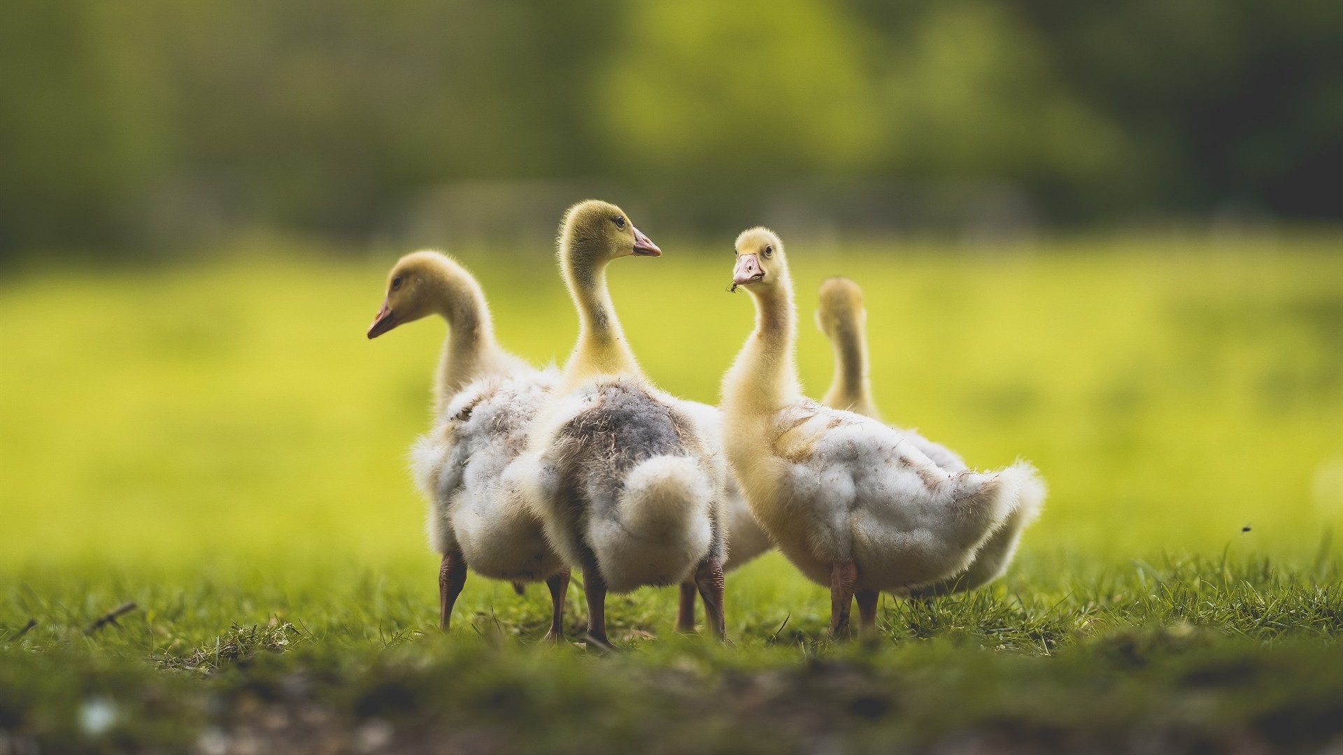 德意志战车碾碎冰岛防线，李刚仁替补登场一锤定音，欧洲杯资格赛的唯一剧本