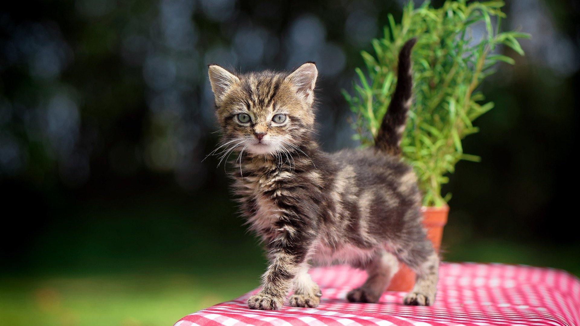 破晓者降临，独行侠全面压制浙江，杰伦格林谱写完美乐章
