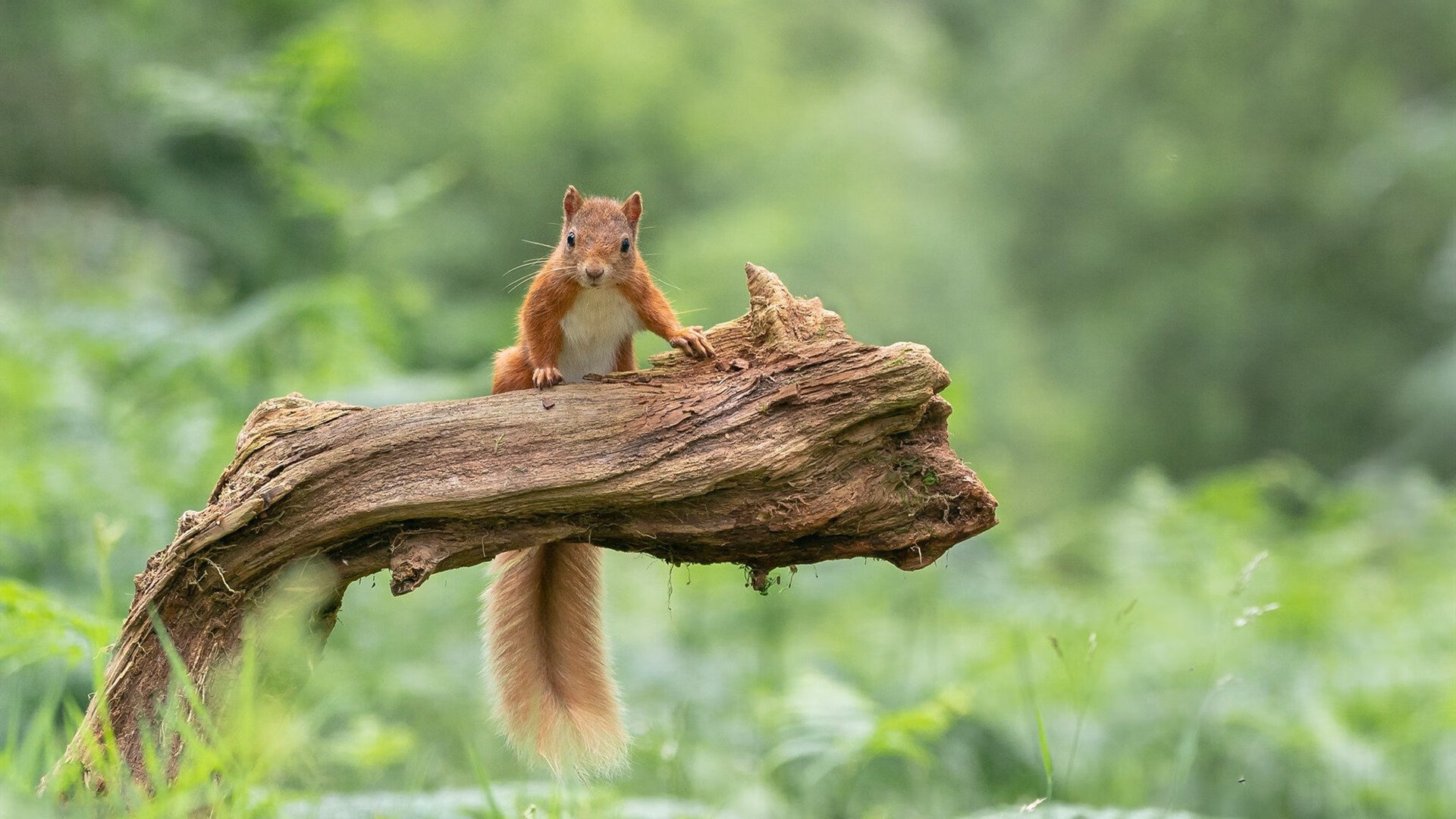 国家德比之夜的孤胆密码，奥利维耶三连击如何破译世纪恩怨
