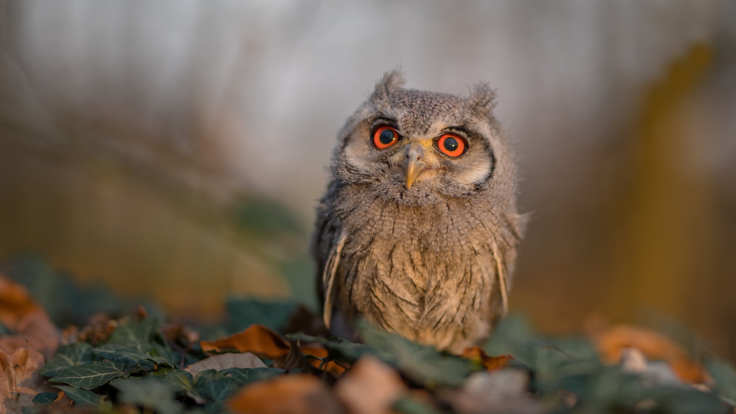 绝境双城记,当步行者的钢骨撞碎公牛,死神于凤凰城亮出无解镰刀