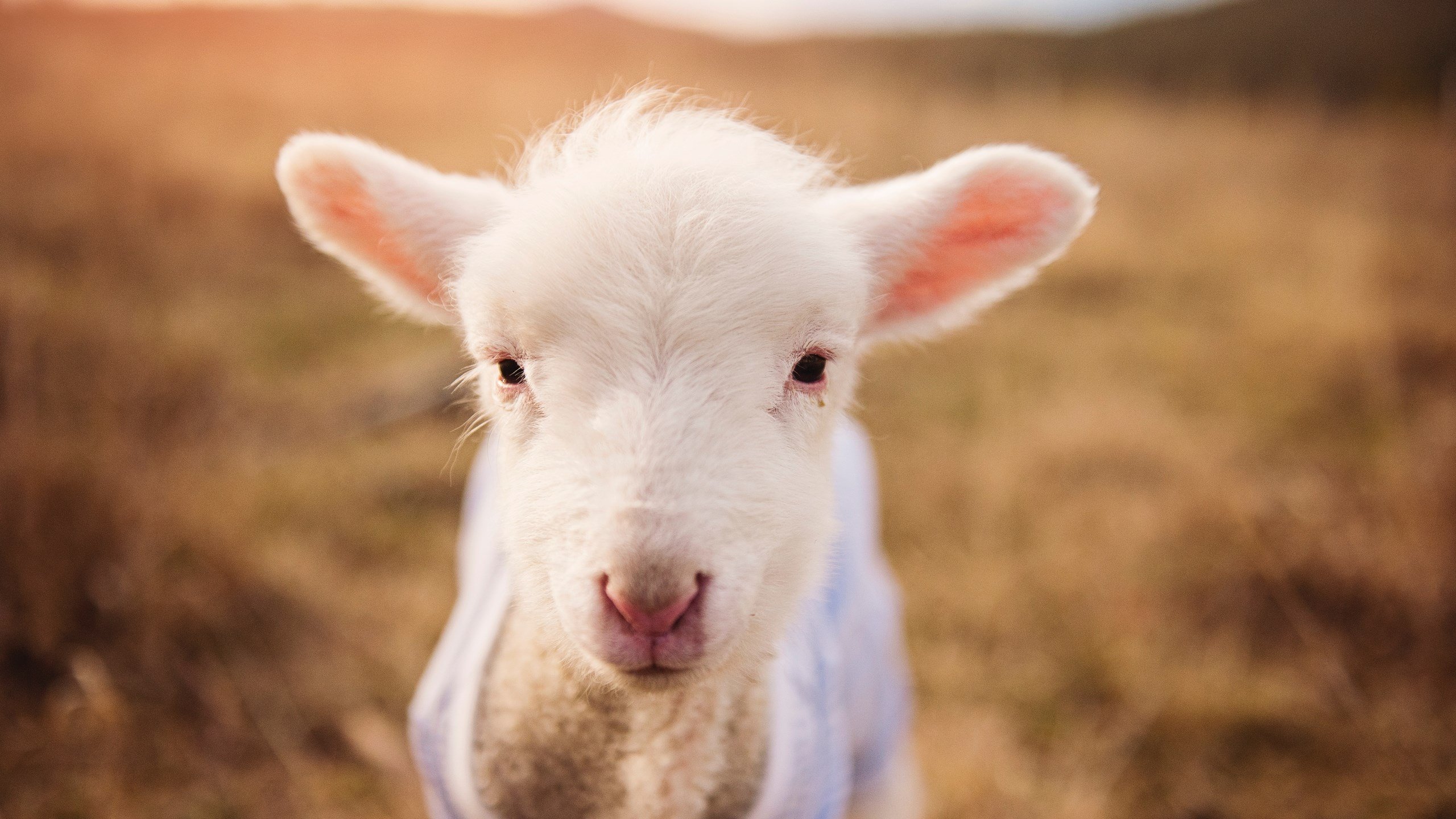 戈麦斯双响炮点燃激情之夜,马德里竞技友谊赛征服墨西哥赛场