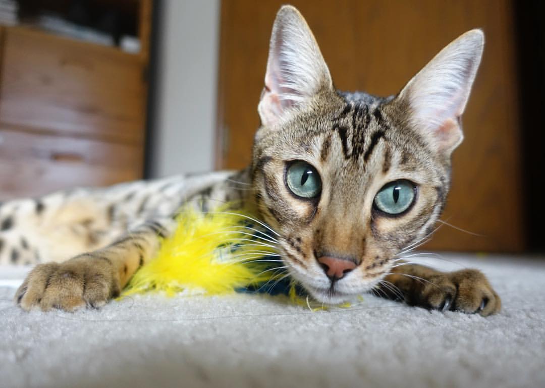 门线前的浓眉—美加墨之夜的后卫美学