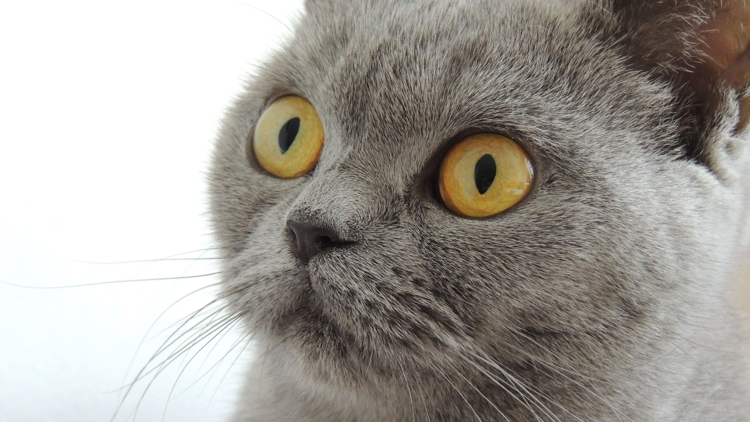 极速与掌控,篮球世界的两场定义性胜利