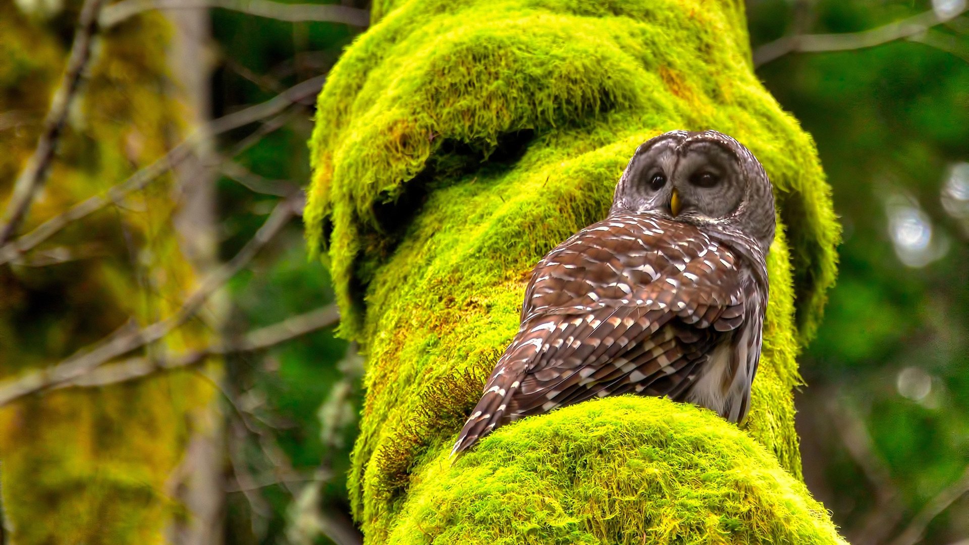 欧冠之夜,莱比锡红牛冲垮曼城,劳塔罗闪耀梅开二度