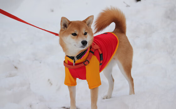 苍穹之下，一人决断，戈麦斯在德甲争冠战夜的胜负手时刻
