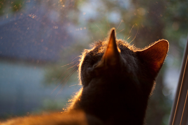 战术齿轮间的重剑，哈弗茨的自我觉醒与亚特兰大的火力法则