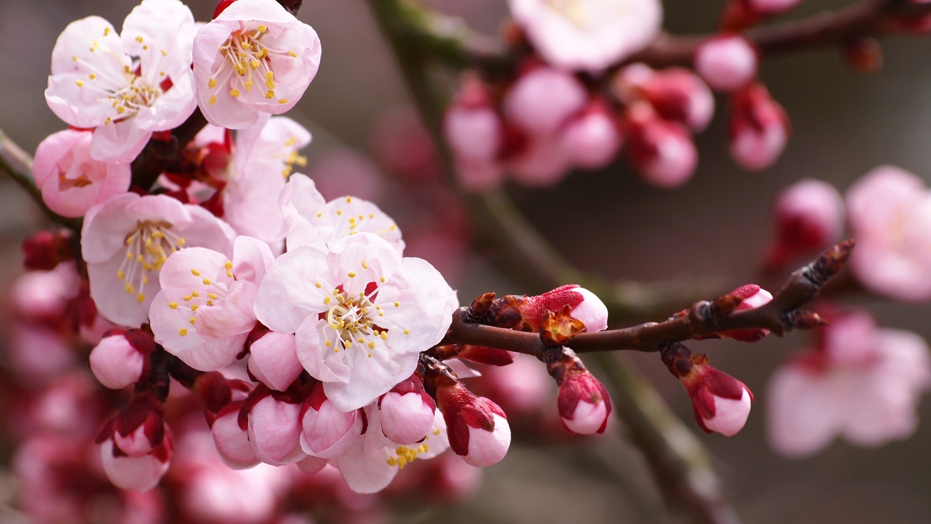 萨内弧线改写命运，2026世界杯H组，保加利亚颠覆足球秩序之夜