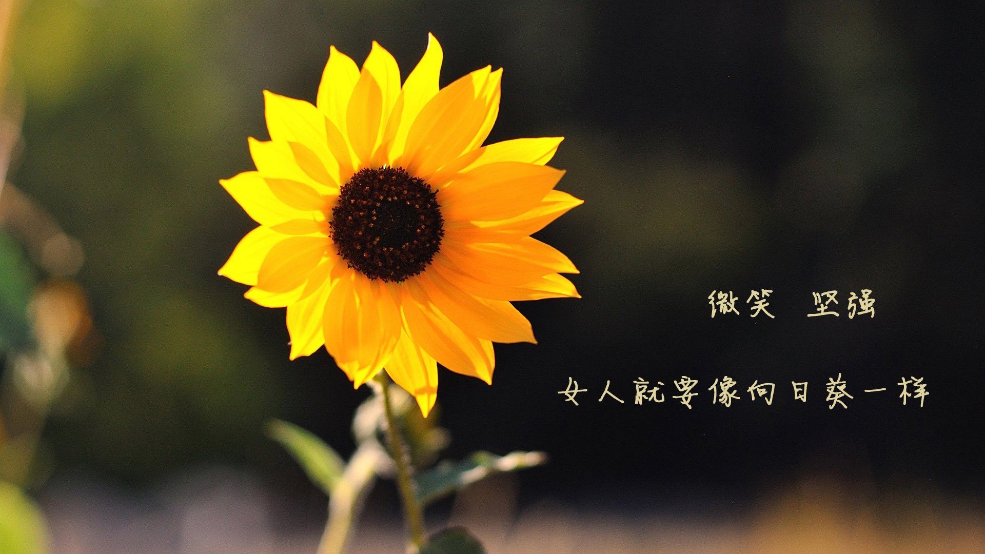 橙衣武士的叹息之墙，范戴克如何用一场非典型胜利，定义H组唯一的宿命对决