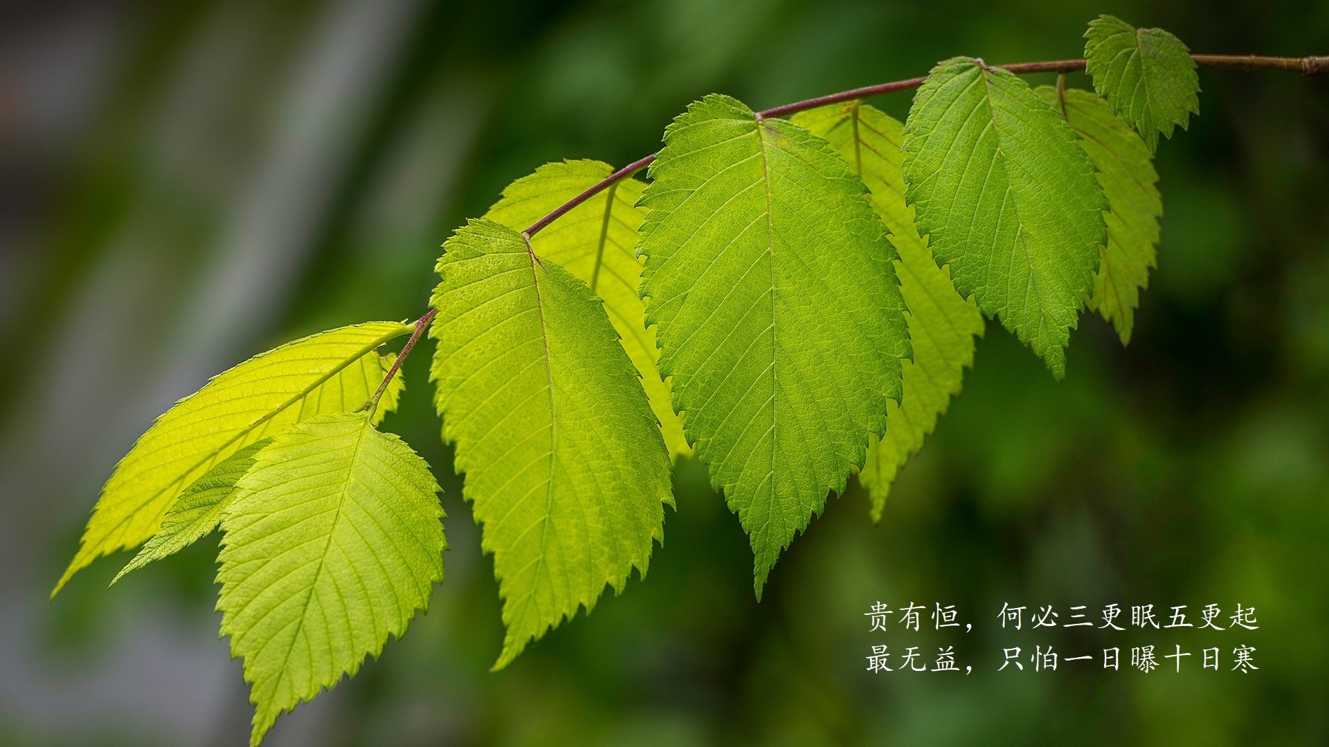 闪电突袭,迪亚斯导演世界杯H组生死战,比利时7分钟三弹击溃意大利防线
